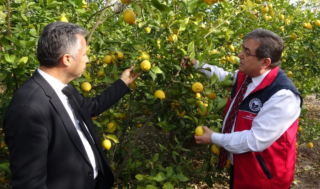 Türkiye’nin limon deposu Mersin’de