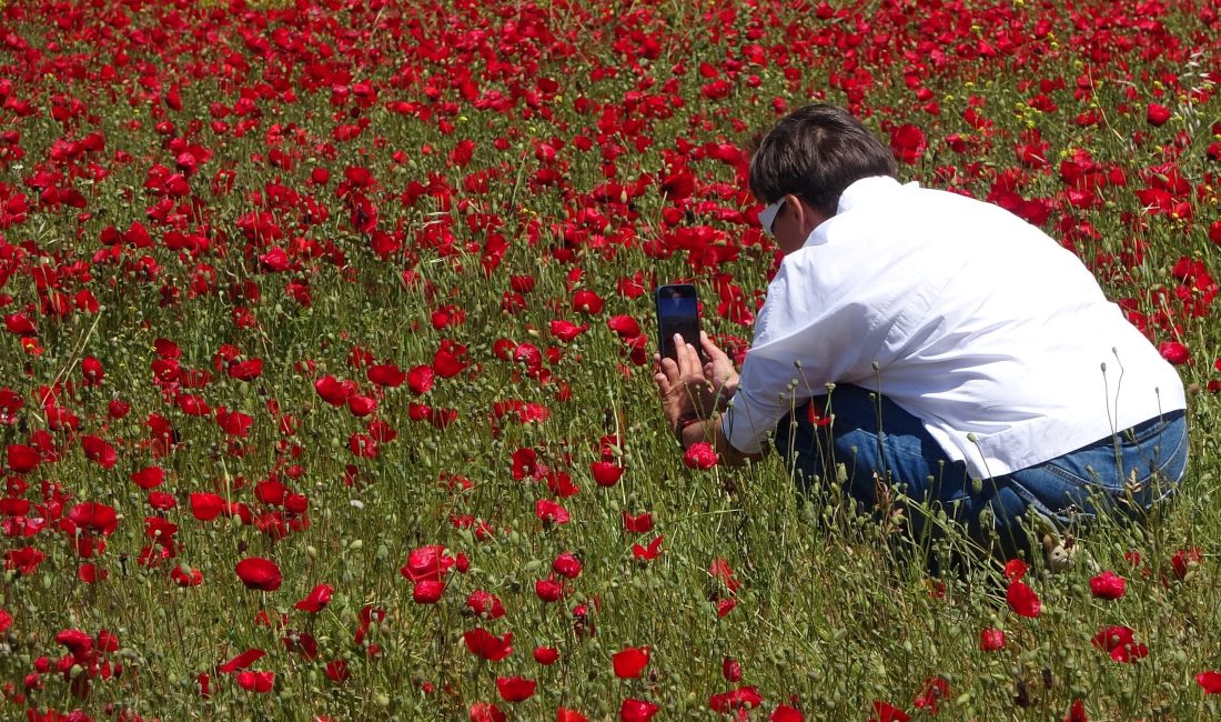 Mersin’de nadasa bırakılan bir