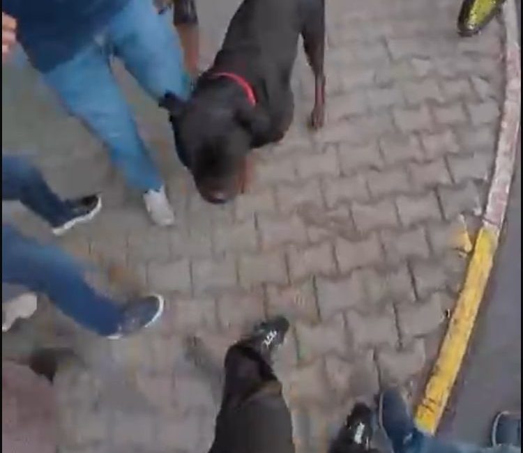Mersin'de sahibi tarafından sokakta