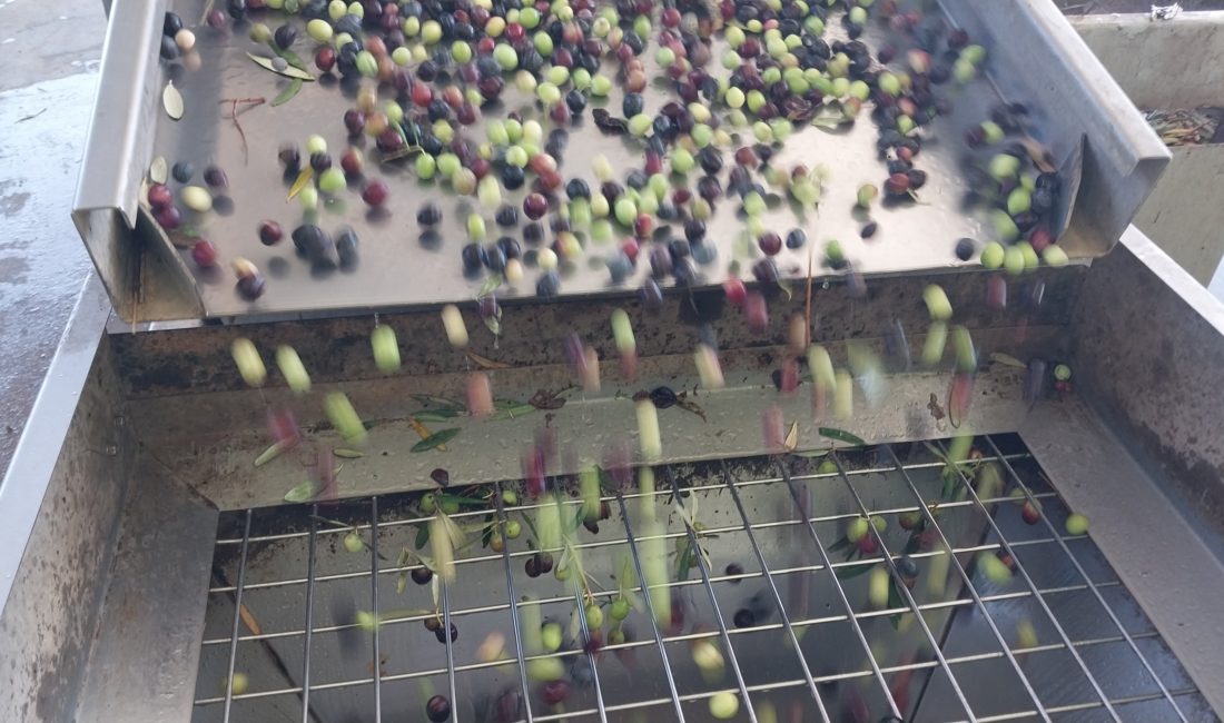 Zeytinin zahmetli yağ yolculuğu