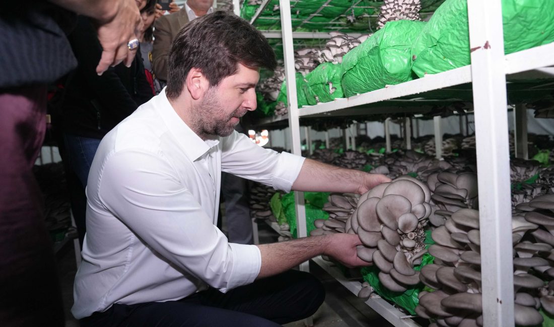 Tarsus’ta istiridye mantarı kursunda