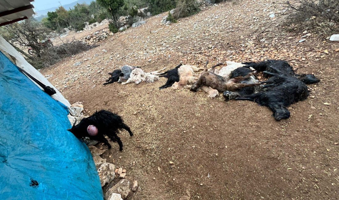 Yabani hayvan saldırısında 12