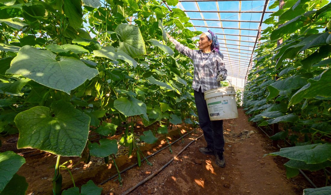 Mersin Büyükşehir Belediyesinin Aydıncık’ta