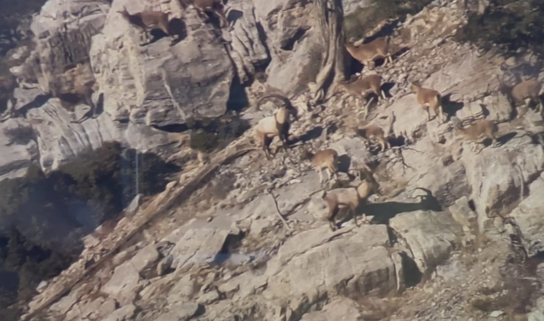 Toroslardaki yaban keçileri koruma