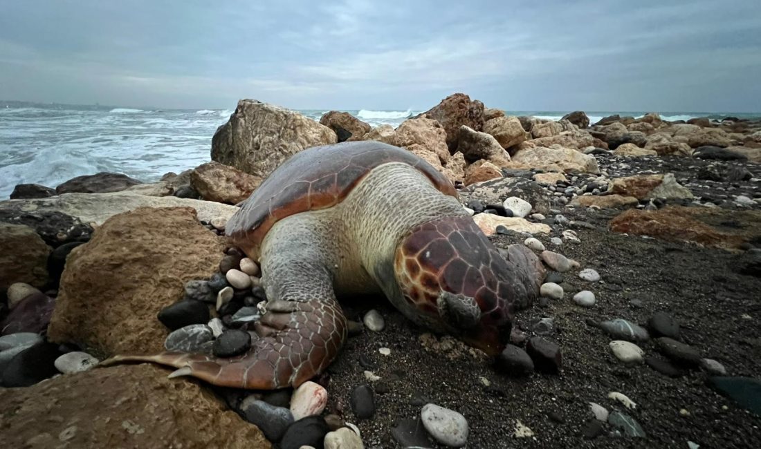 Mersin'de sahile ölmüş bir
