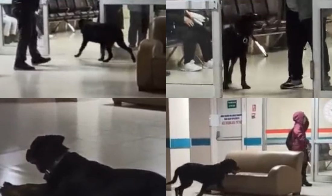 Hastane koridorlarında dolaşan köpek