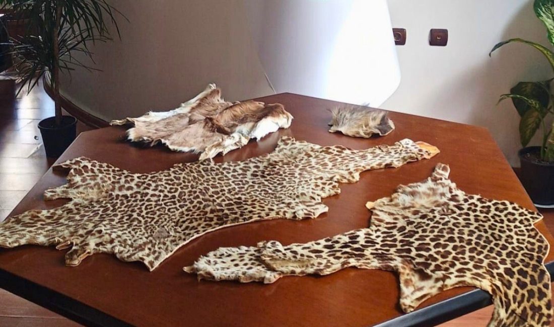 ÇUKUROVA ULUSLARARASI HAVALİMANİ'NDA LEOPAR