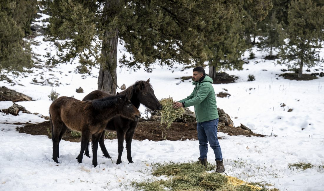 TOROSLAR’IN ETEKLERİNDEKİ CAN DOSTLAR