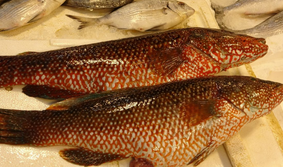 Mersin'de Hint Okyanusu kaynaklı