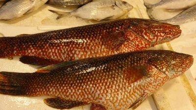 Mersin'de Hint Okyanusu kaynaklı ‘portakal