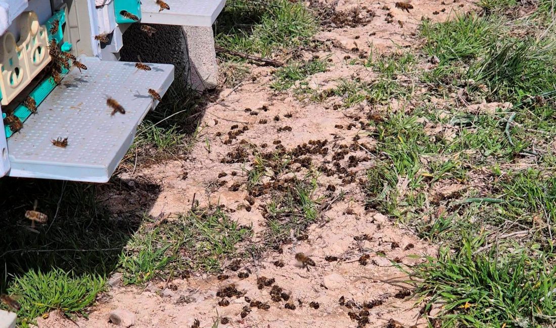 Mersin’in Mut ilçesinde gündüz