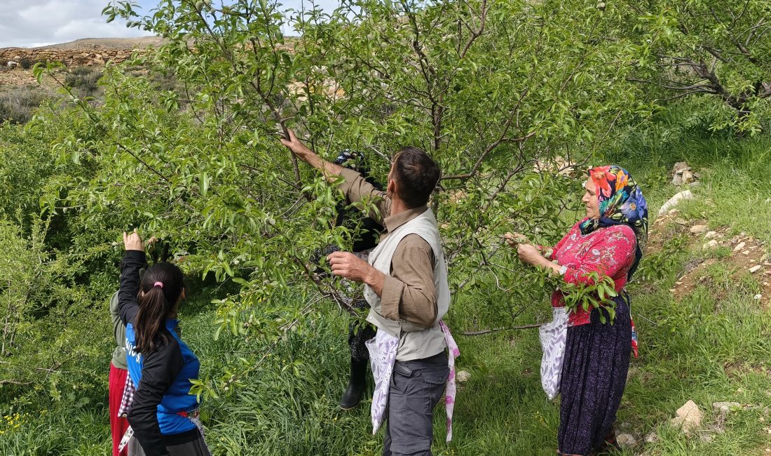 Mersin'in Silifke ilçesinde turfan