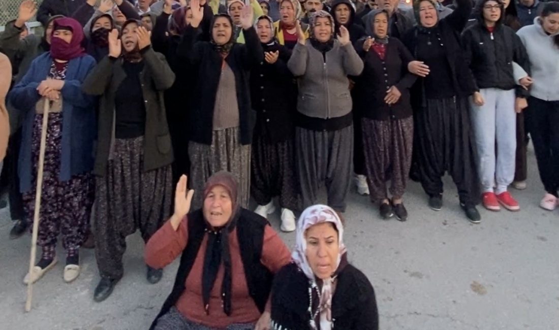 Mersin'de ormanlık alana oluşturulan