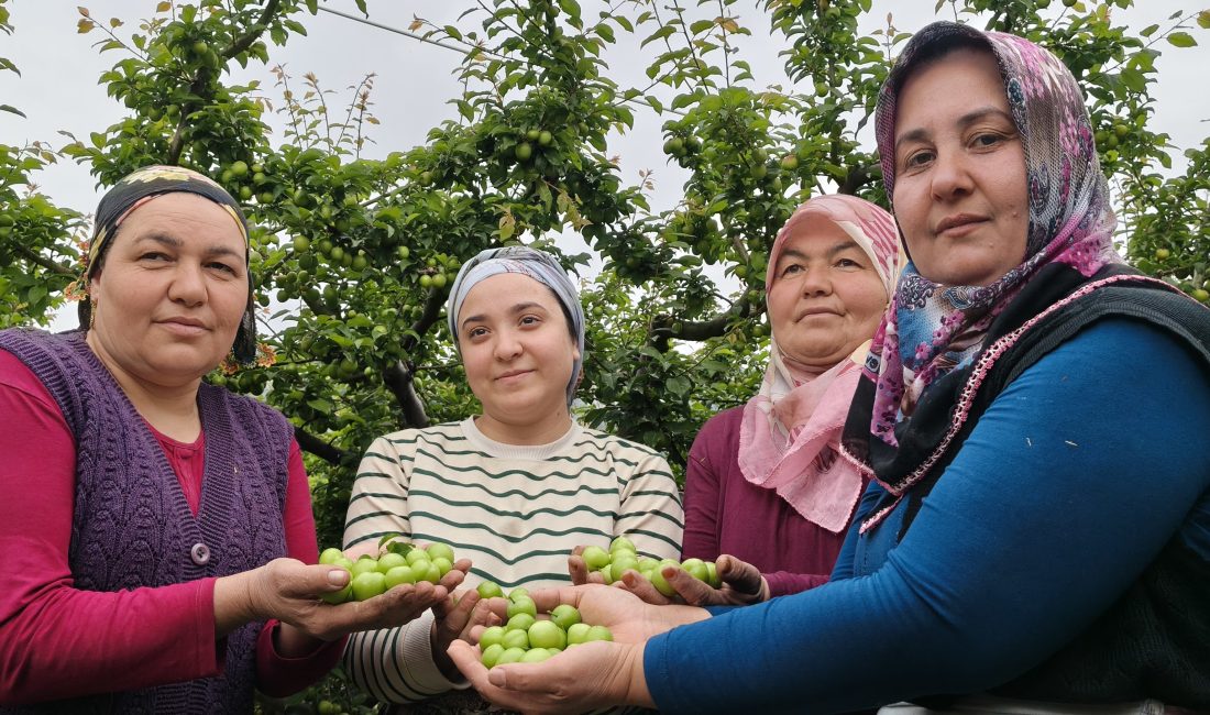 Mersin'in Silifke ilçesinde örtü
