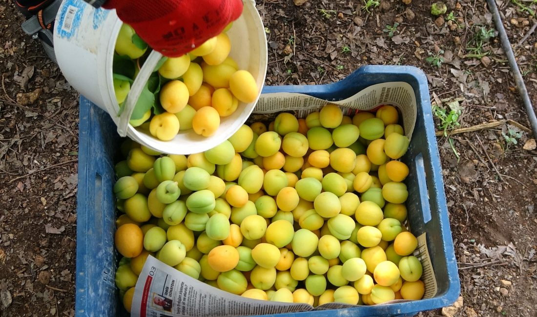 Turfanda birçok meyvenin örtü