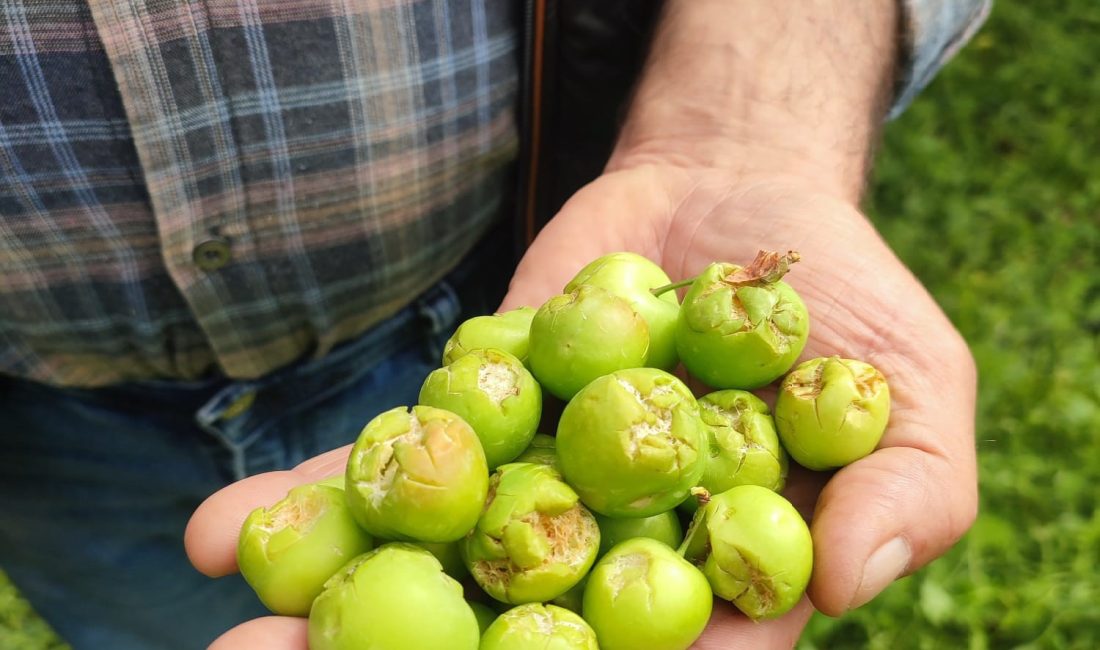 Mersin'in Silifke ilçesine bağlı