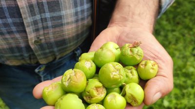 Mersin'in Silifke ilçesine bağlı yüksek