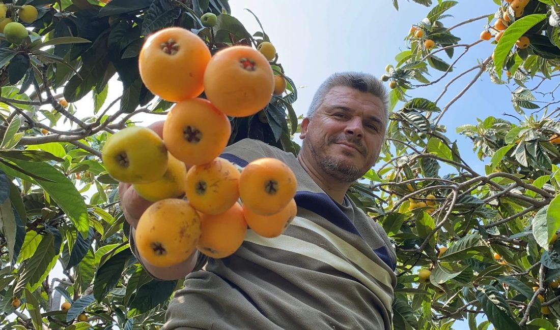 Mersin'de 'sarı altın' olarak