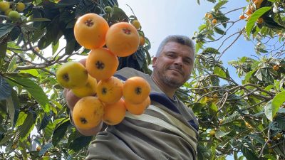 Mersin'de 'sarı altın' olarak bilinen