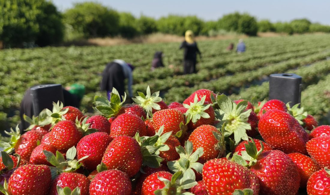 Mersin'in Silifke ilçesinde coğrafi