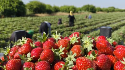 Mersin'in Silifke ilçesinde coğrafi işaretli